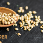 Coriander