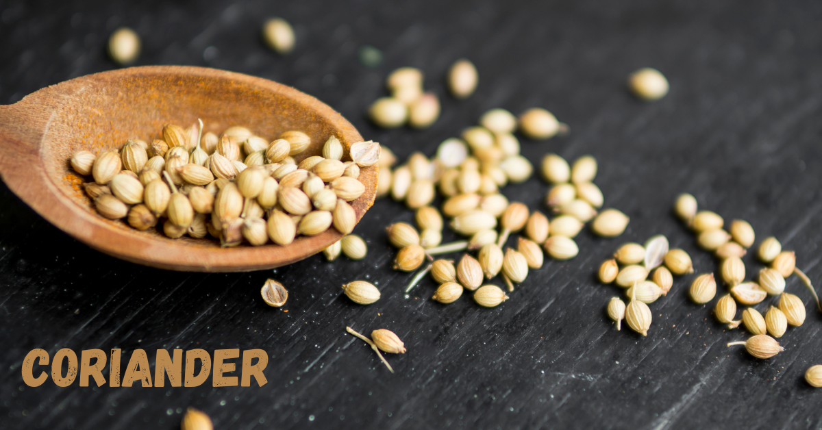 Coriander